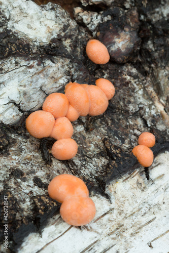 The wolf's milk (lat. Lycogala epidendrum), of the family Tubiferaceae. photo