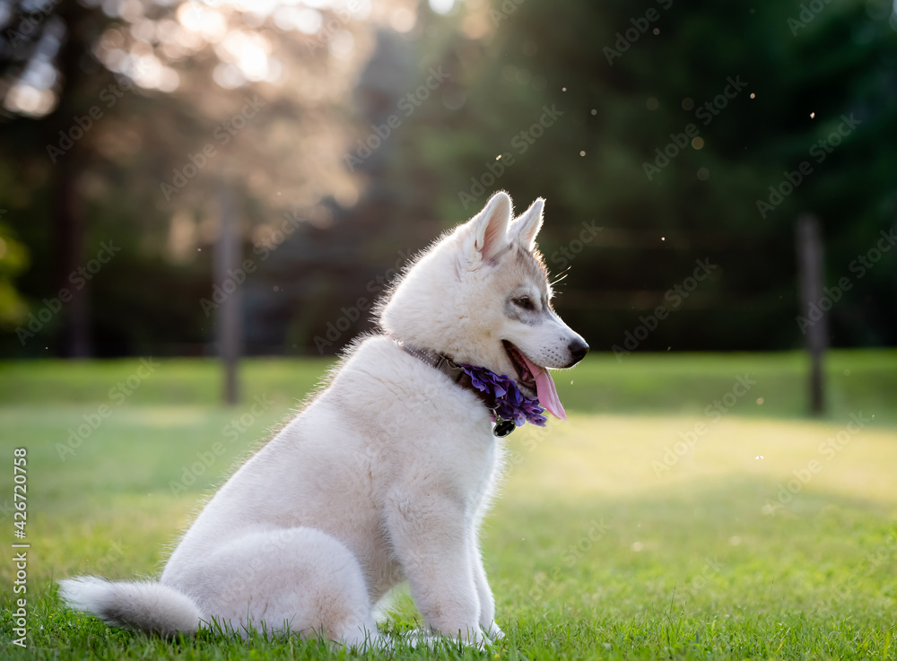 Siberian Husky puppy sitting on green grass. This fluffy white pup is happy and energetic. Siberian Husky puppy sitting on green grass. This fluffy white pup is happy and energetic.
