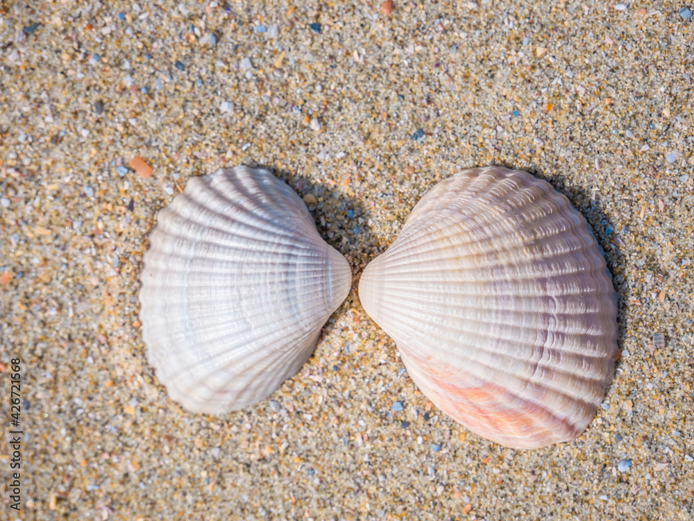 Two small seashell cockle on the beach in the sand Two small seashell cockle on the beach in the sand