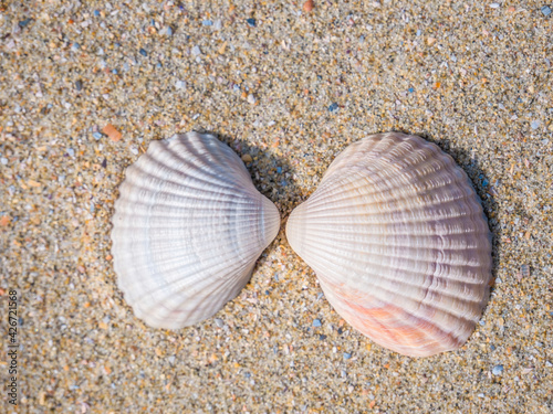 Two small seashell cockle on the beach in the sand