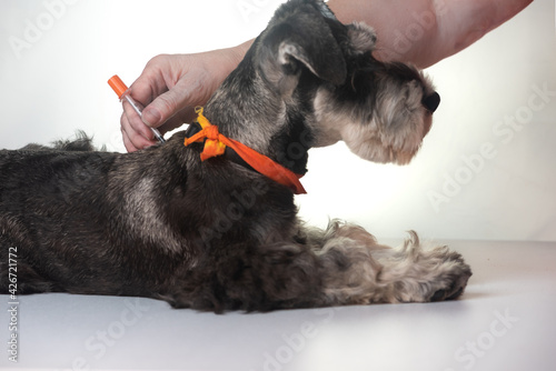 image of pet dog being given injection of medication. horizontal dark grey mini schnauzer dog and fore arms of woman.  Puppy on white background wearing orange bandana. 