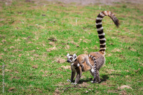 Lemur standing on the grass and watching with big eyes with the tail stretched upward.  Baby lemur holding his mother.