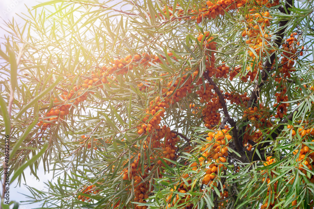 Sea buckthorn tree branch ful of ripe little berries on broght sunlight. Harvesting and gardening berry bushes in countryside. Sea buckthorn tree branch ful of ripe little berries on broght sunlight. Harvesting and gardening berry bushes in countryside.