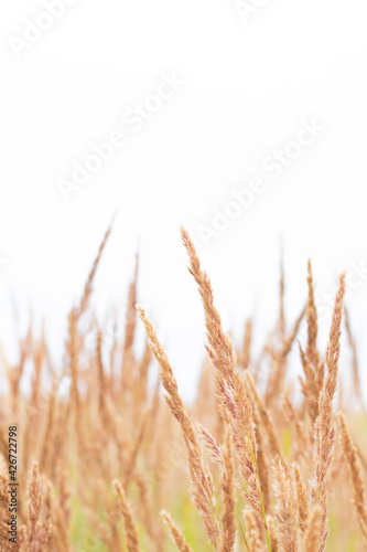 Vertical botanical background with bushgrass field