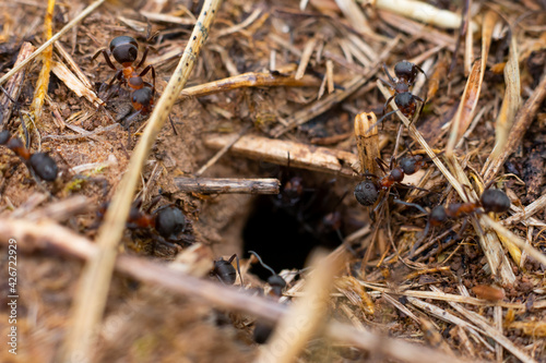 Macro photo of hole in the ground and lots of black ants running around. Wild anthill in woods