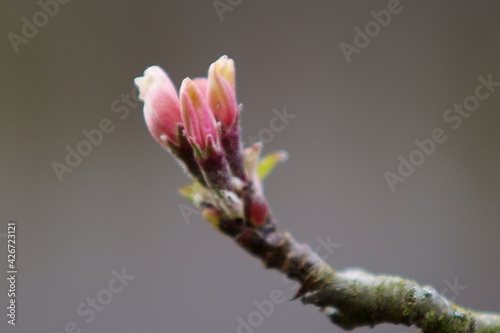 apple blossom