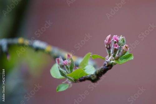 apple blossom