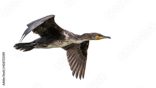 Isolated cut out of a cormorant flying on a white background
