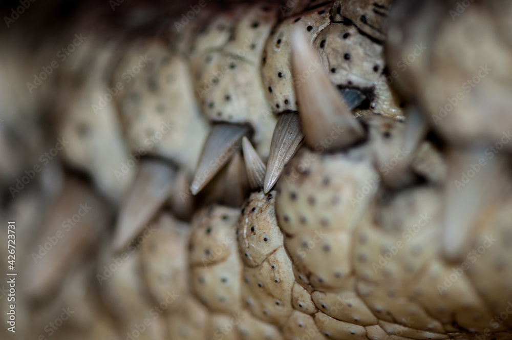 close up of a aligator