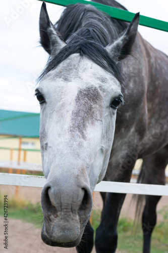 Dappled white black horse close up portrait. Horse inside of farmyard fence © Sunny_Smile