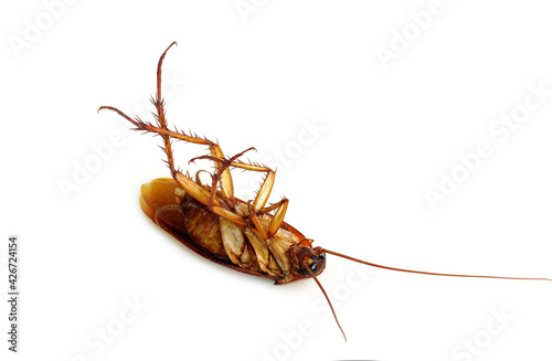 Dead cockroach remains lie on it back isolated on white background.                  