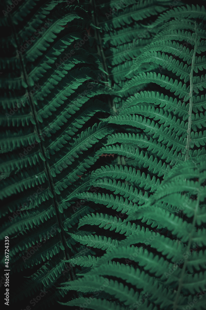 Natural green leaves of fern pattern background Natural green leaves of fern pattern background