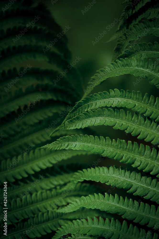 Natural green leaves of fern pattern background