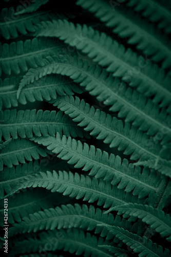 Natural leaves of fern pattern background for design .