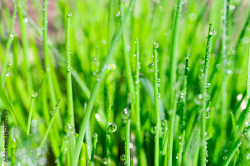Bright green grass background with long straight leaves in water drops on sunlight. Empty botanical layout for text