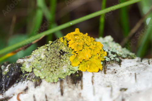 The common orange lichen (lat. Xanthoria parietina), of the family Teloschistaceae. photo