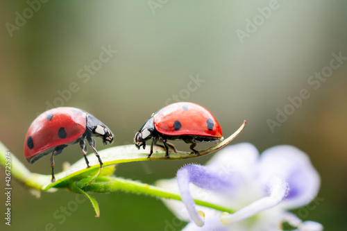 Couple of red tiny ladybugs on fragile flower looking to each other, climbing opposite. Concept of love mood, relationship and friendship.
