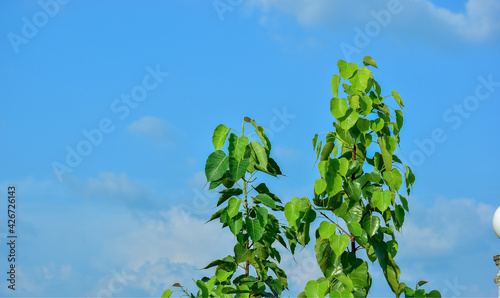 green Bo leaves against blue sky