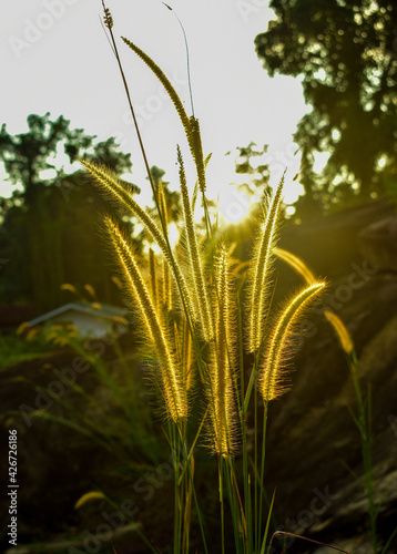 field of Brown flowers in the field 
