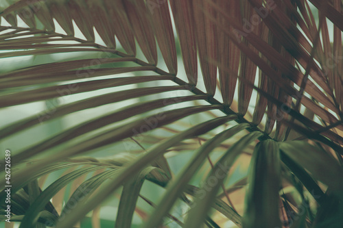 Valokuva Palm leaf in tropical forest plants