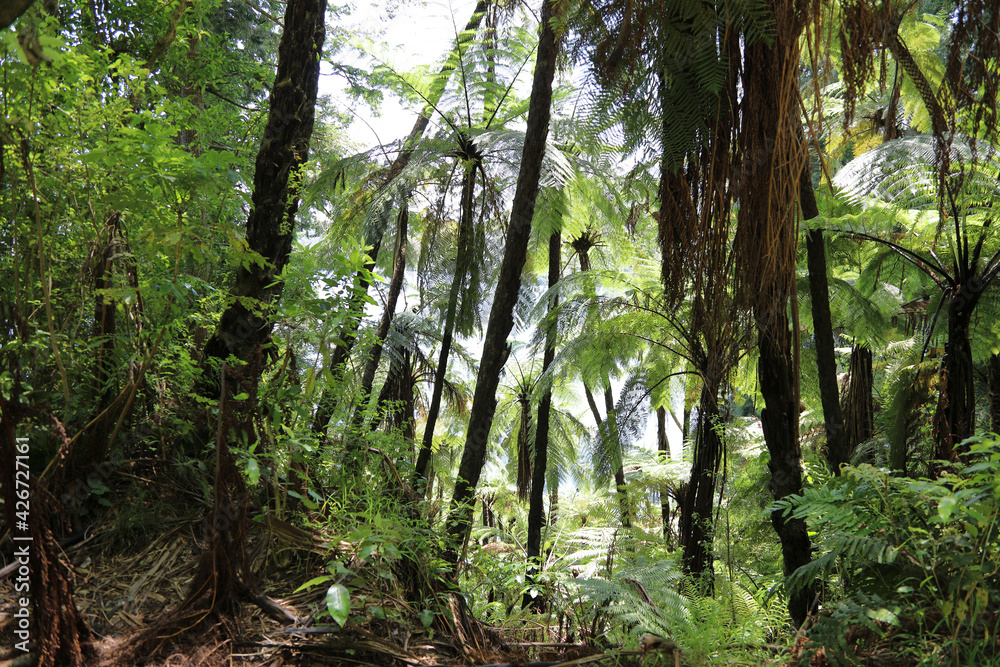 Obraz premium Neuseeland Landschaft / New Zealand Landscape