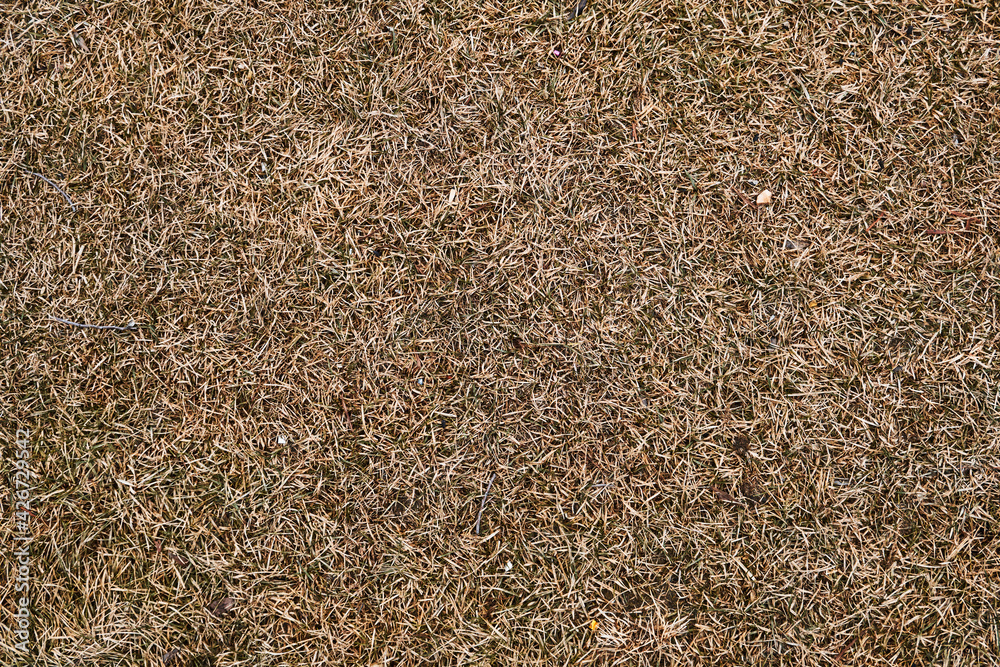 Dry yellow grass texture. In the shadow Dry yellow grass texture. In the shadow