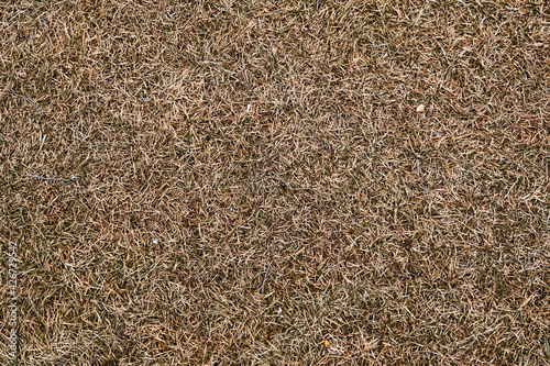 Dry yellow grass texture. In the shadow