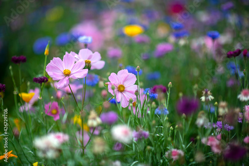 colorful background of wild flowers