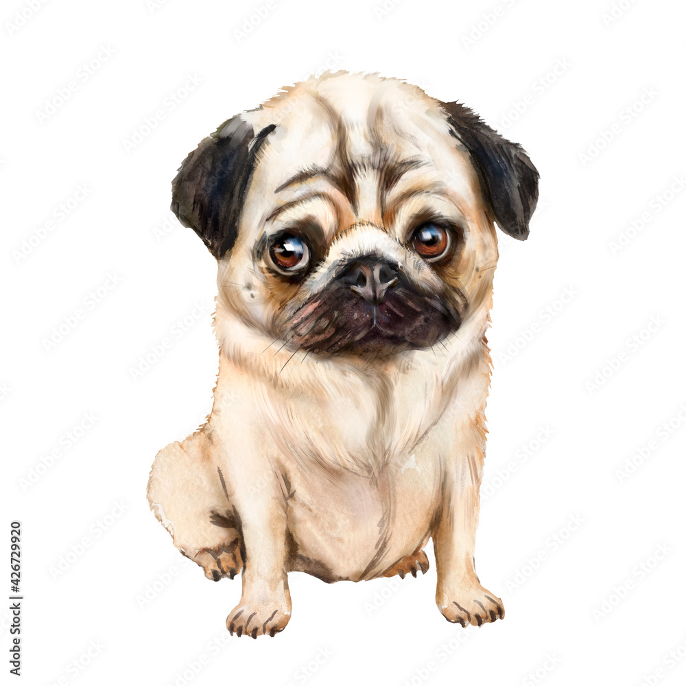 Watercolor illustration pug dog, cute pug puppy, friend, pet, dog sitting 