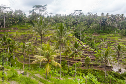 Rice fields on terraces in Indonesia  Papua New Guinea. Rural landscapes.
