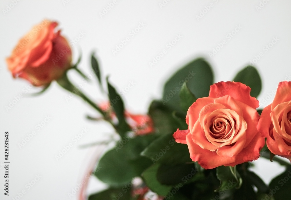 Rosa damascena three roses birthday bouquet Rosa damascena three roses birthday bouquet