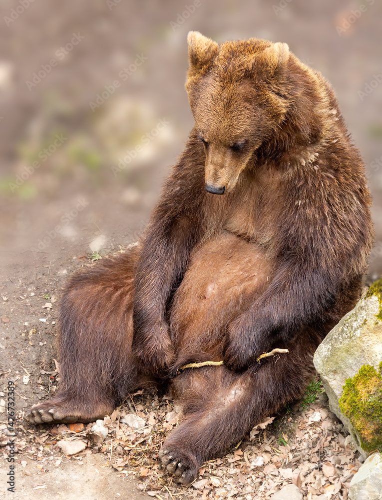Wild brown bear, ursus arctos sitting on ground. Funny pose animal portrait  with blury background, copy space Stock Photo | Adobe Stock