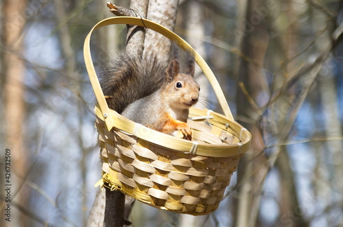 European squirrel in the basket. Sciurus vulgaris. 
