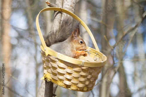 European squirrel in the basket. Sciurus vulgaris. 
