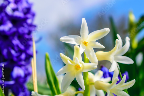 spring crocus flowers, spring flowers on a blue background, flowers