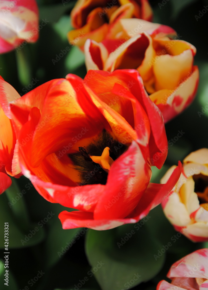 Close up of a red and yellow tulip Close up of a red and yellow tulip