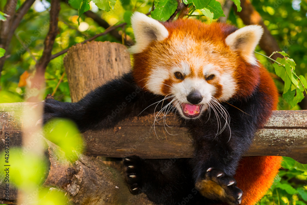 Red or Lesser Panda is resting on a tree Red or Lesser Panda is resting on a tree