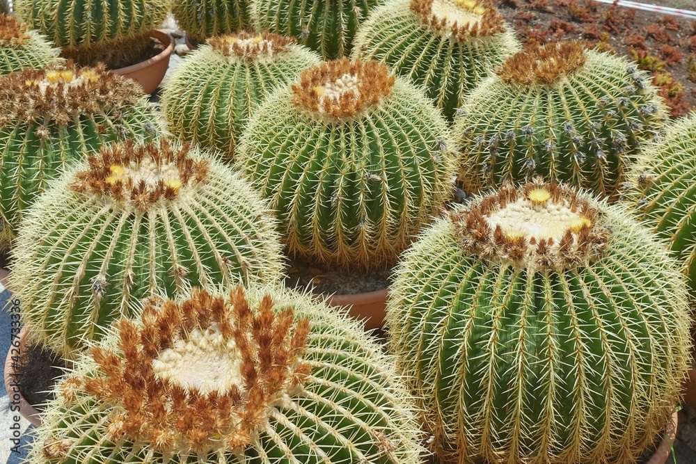 Group of prepared for trendy landscaping oversized potted Golden Barrel Cactuses or Echinocactus grusonii in plastic pots in garden centre. Ornamental giant cactuses for exterior design. Group of prepared for trendy landscaping oversized potted Golden Barrel Cactuses or Echinocactus grusonii in plastic pots in garden centre. Ornamental giant cactuses for exterior design.