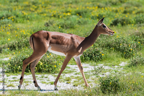 Beautiful Gerenuk gazelle walking on a wildflower field photo