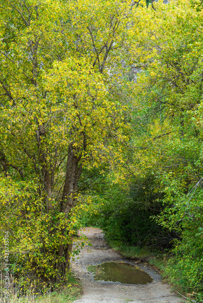 Dirt road with water puddles running through green and yellow forest in the springtime. Dirt road with water puddles running through green and yellow forest in the springtime.