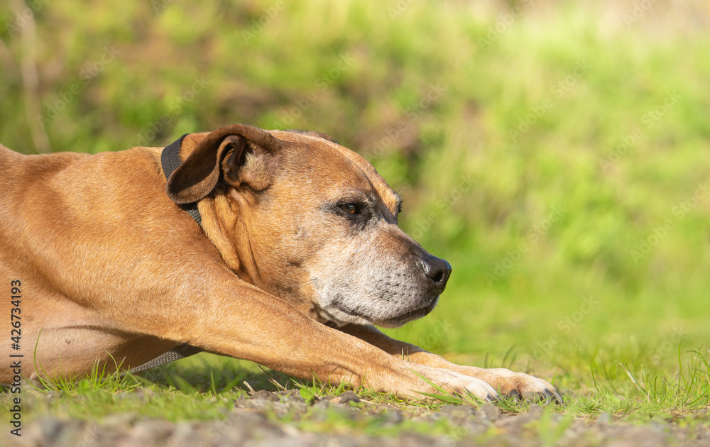 Staffordshire bull terrier dog stretching on the grass