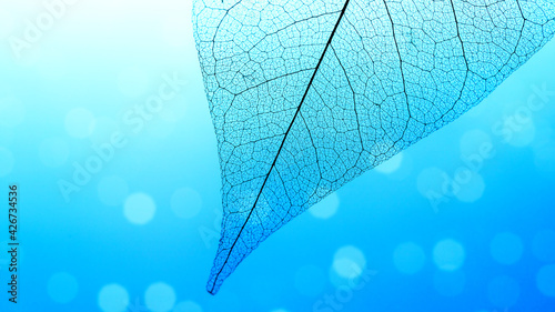 Macro Photography of a dry magnolia leaf on a blue background. Skeleton leaf texture.