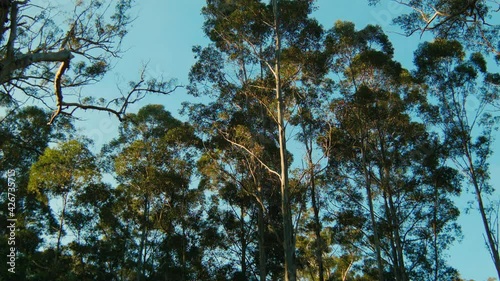 Sunlight Shining On Karri Trees in a National Park in Western Australia