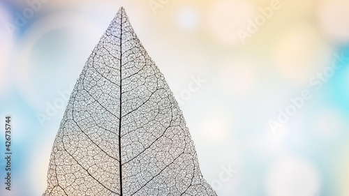 Macro Photography of a dry magnolia leaves on a bright background. Skeleton leaf texture.