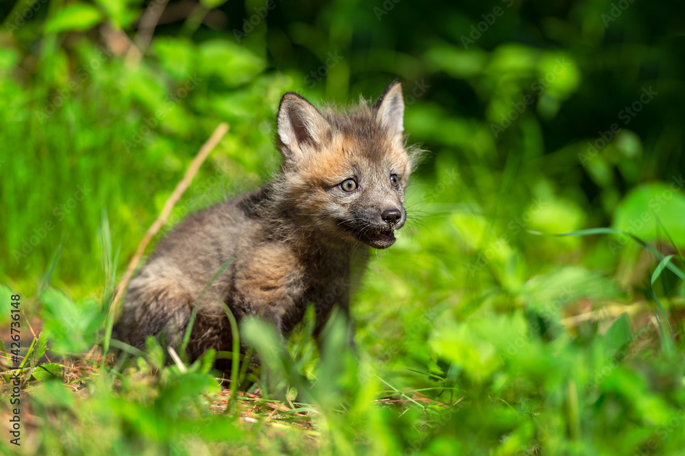 Red Fox (Vulpes vulpes) Kit Sits in Grass Summer Red Fox (Vulpes vulpes) Kit Sits in Grass Summer