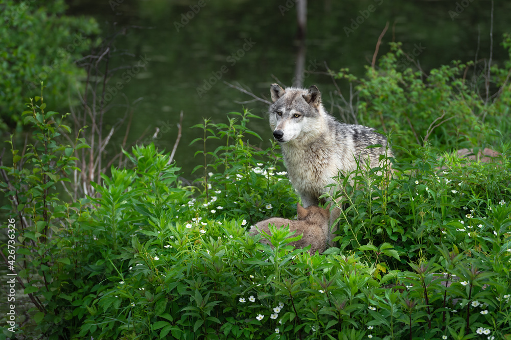 Obraz premium Grey Wolf (Canis lupus) Stands on Island With Pup in Front Summer