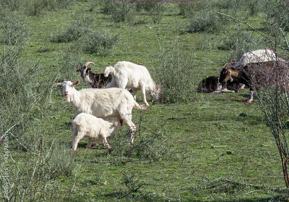 White and black wild goats in the bushes in the mountains White and black wild goats in the bushes in the mountains