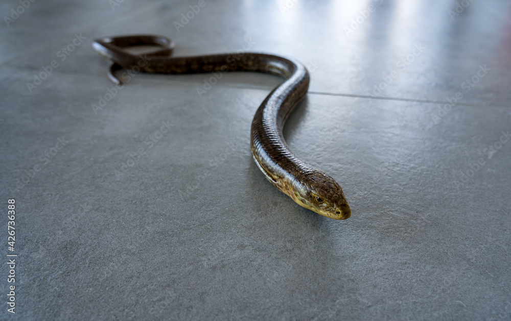 Obraz premium A legless lizard (Pseudopus apodus) crawls on a granite floor