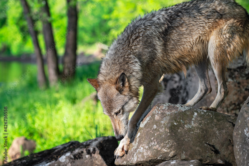 Obraz premium Grey Wolf (Canis lupus) Cautiously Steps Down Rocks Summer