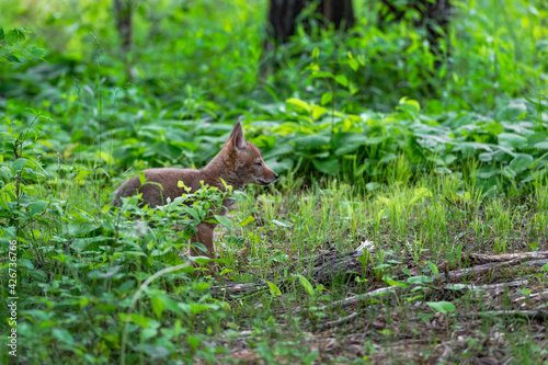 Coyote Pup (Canis latrans) Stands at Forest Edge Summer